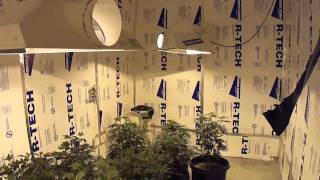 Growing Cannibus