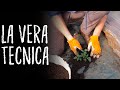 Come si PIANTANO  i POMODORI in modo GIUSTO