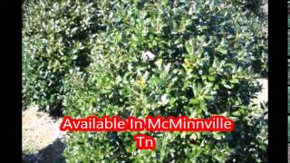 We Grow Hollies    Nellie Stevens in McMinnville Tn