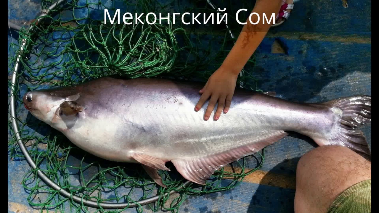 Ловля сома на волге