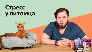 Как Избежать Стресса У Питомца При Переезде?