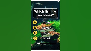Animals Quiz | Gk questions in English |  | Animals Trivia game #animals #trivia #fish #test
