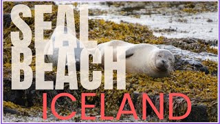 SEAL BEACH- ICELAND