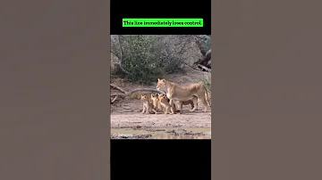 Black Mamba Bites Lion 