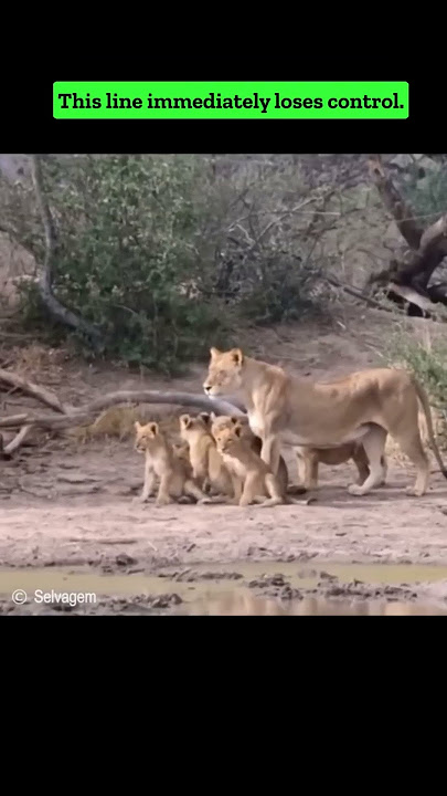 Black Mamba bites lion