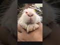 funny videos #bunny