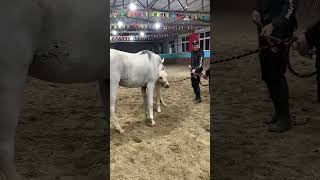 The Science Behind Successful Horse Breeding 195