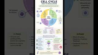 Cell Cycle @I-Biotic