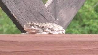 MORE OF FROG