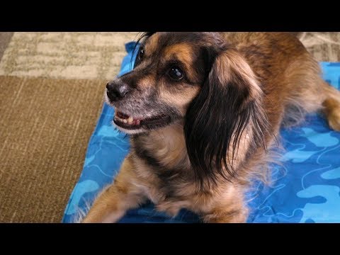 Self-Cooling Gel Pet Mat – Keep Dogs Cool With No Refrigeration
