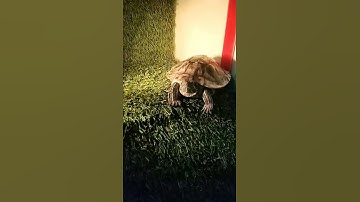 Red eared slider 🐢Turtle Video #shorts #turtle #pets
