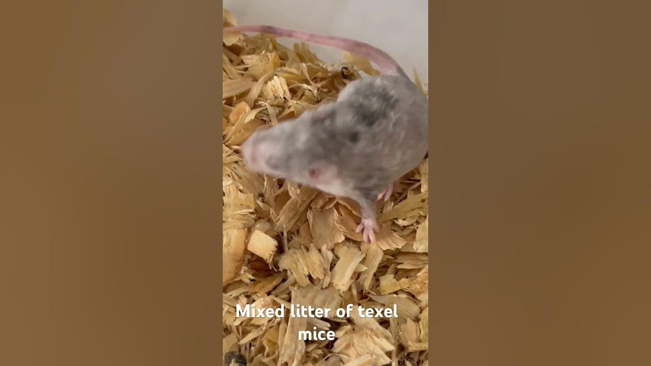 Texel mice litter - YouTube