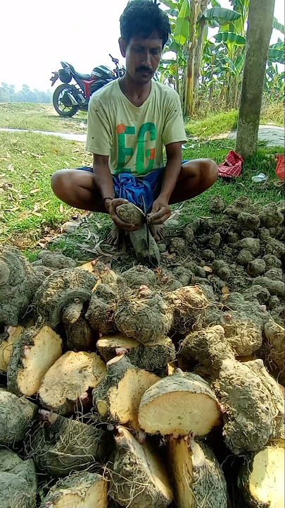 Elephant Foot Yam (ওল কচু ) Propagation: Easy Bulb Method for Next Season! #shorts