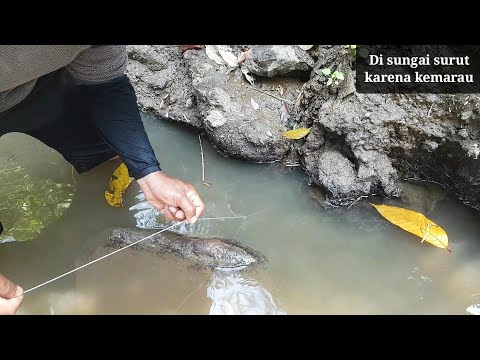 Memancing Sidat Besar Di Sungai Ini Banyak Joran Yang Putus Youtube