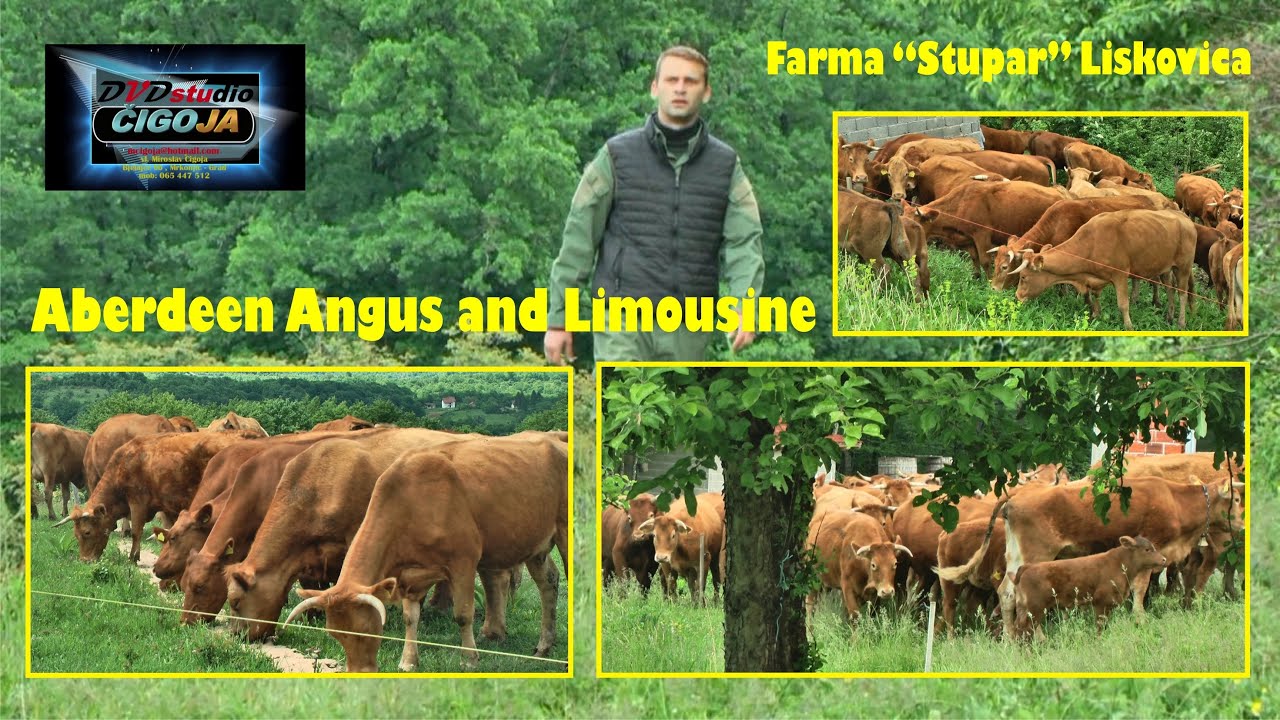 - ANGUS I LIMUZIN FARMA STUPAR LISKOVICA 2021 / Aberdeen Angus and Limousine