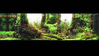#IAPLC R654 - IAPLC 2021 Aquascape by Hùng trần