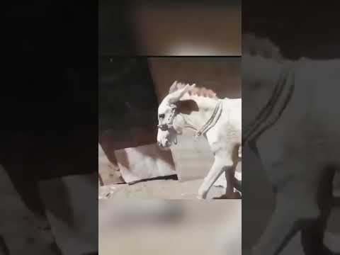 العين فلقت الحجر