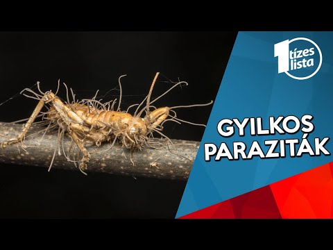 Videó: A Genom Kiterjesztése Allopoliploidizációval A Coniochaeta 2T2.1 Gomba Törzsében és Rendkívüli Lignocellulolytikus Gépeiben