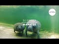 DJ DimixeR - Manatee (Video Edit)