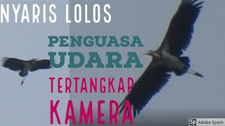 Penguasa Udara Tertangkap Kamera: Burung Bangau Tongtong