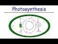 Photosynthesis Light Dependent Reactions And The Calvin Cycle Photosynthesis Light Dependent Reactions And The Calvin Cycle