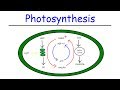 Photosynthesis - Light Dependent Reactions and the Calvin Cycle