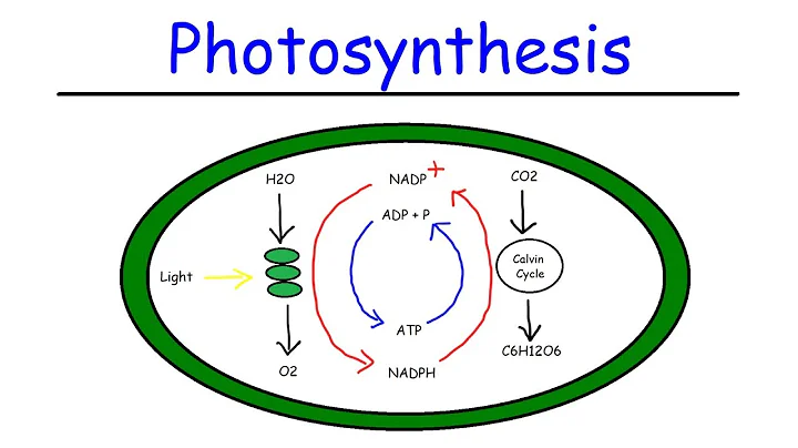 Photosynthesis - Light Dependent Reactions and the Calvin Cycle - DayDayNews