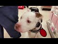 PTSD service dog working PTSD service dog working