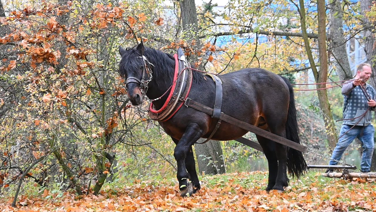 Hřebec pracuje na úpravě parku