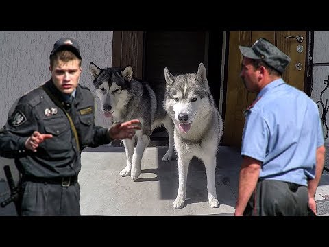 ПОЛИЦИЯ ЗАБИРАЕТ СОБАК \ тварь без намордника \ ХАСКИ И МАЛАМУТ В ОПАСНОСТИ