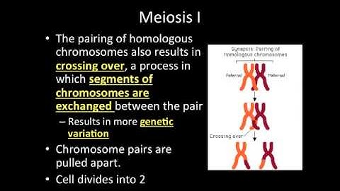 Video Lecture: 8-2 Meiosis