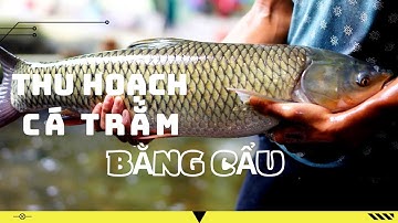 Amur Fish harvest with Crane | Dùng Cẩu thu hoạch cá trắm