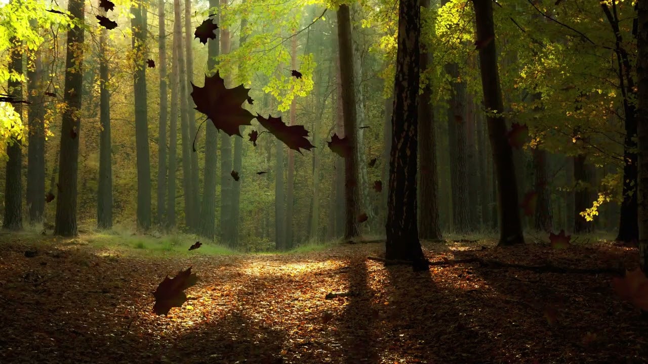 Animated Background - Autumn Forest
