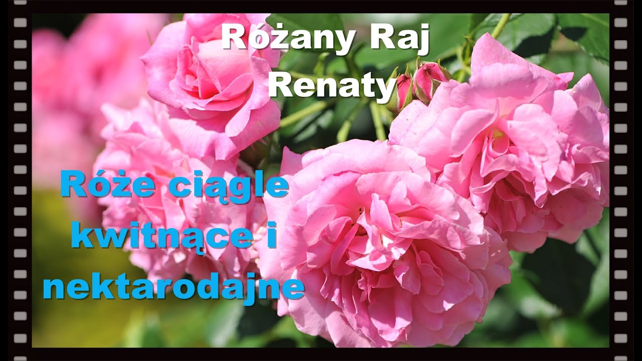 Róże ciągle kwitnące, nektarodajne przyjazne owadom, róże 1 raz kwitnące na gorsze gleby.