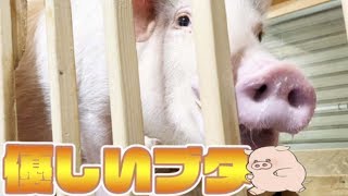 ミニブタは今日も変わらず優しいです【つくね】【しゃもじ】