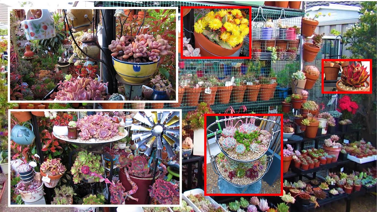 CRAZY DIY SUCCULENT GARDEN DISPLAY PLANTING IDEAS