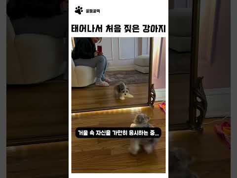 태어나서 처음 짖는 강아지 thumbnail