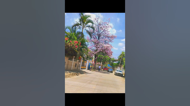 Cherry Blossom🌸 #cherryblossom #cherry #blossom #flower #flowers #gulabi #pink #trending #song #sub