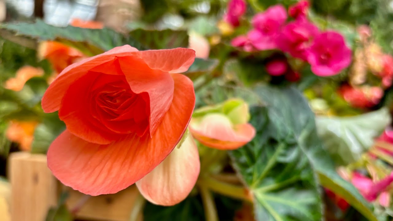 Alpine Adventure Starring Begonias at Singapore Gardens by the Bay  新加坡滨海湾花园高山探险秋海棠