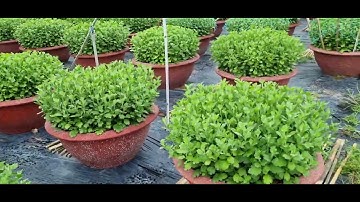 Vô lưới đợt 1 cho cúc đại đóa#ToanNguyen