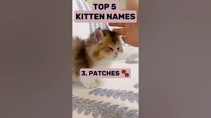 What would you name your cat? #funnyshorts #funny #cats #catsshorts