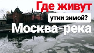 Где живут утки? Москва-река