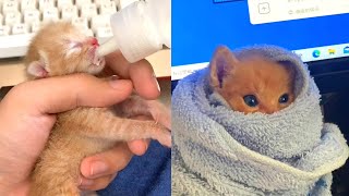 Picked up a palmsized kitten, fed with a syringe, gradually grew up...