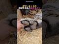 寝ているトラの肉球を触ると起きること