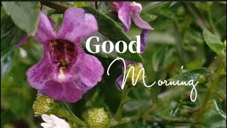 CINEMATIC VIDEO | Good Morning | Selamat Pagi | SHORTS