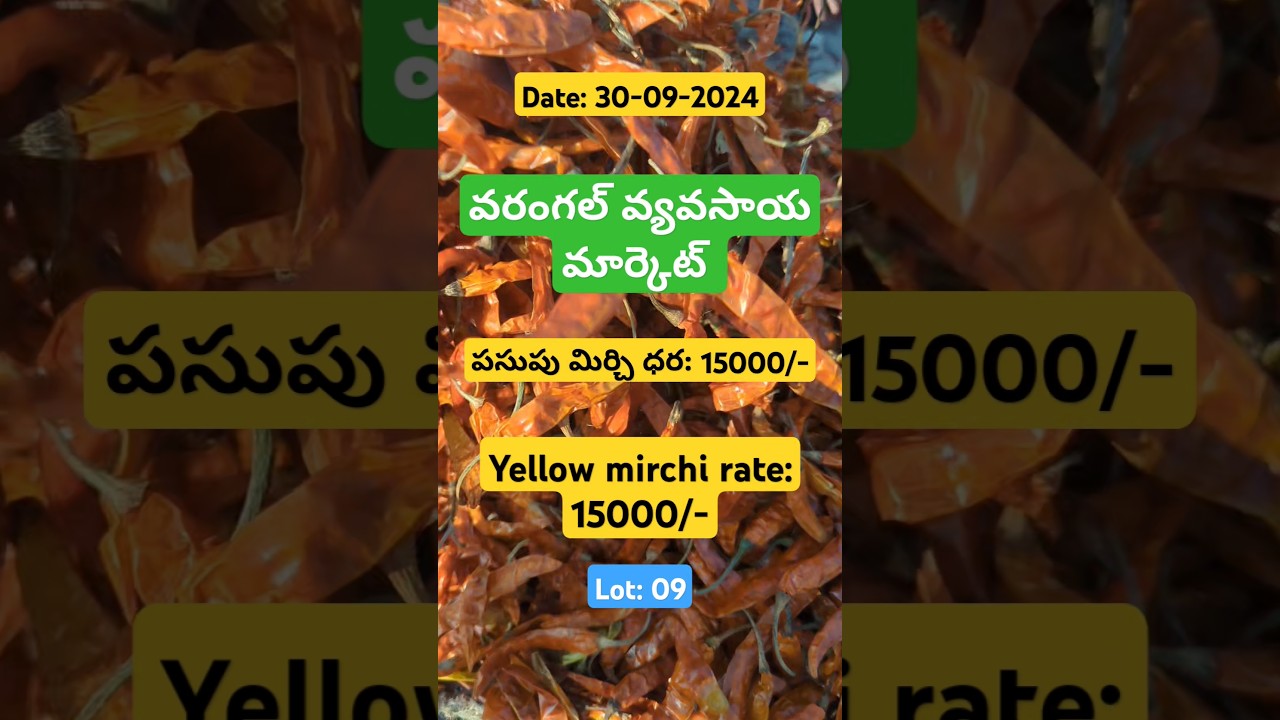 Warangal market Yellow mirchi rate