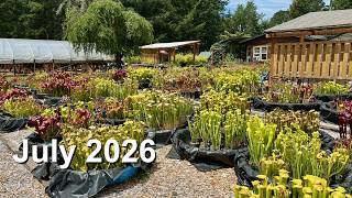 Carnivorous Plant Care for July 2026