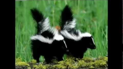 Why I Am No Longer a Creationist, Part 4: Genetics - You