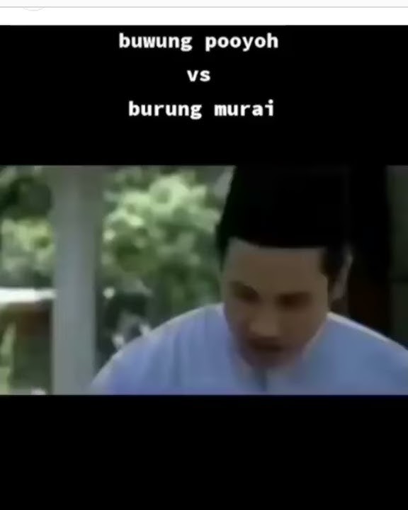 Story WA burung puyuh vs burung murai