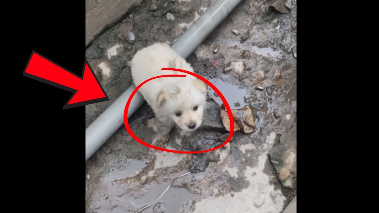From Abandoned to Adored: The Heartwarming Rescue of a Helpless Puppy ...